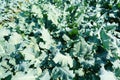 Lacinato Kale grown in the field Royalty Free Stock Photo