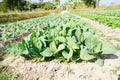 Lacinato Kale grown in the field Royalty Free Stock Photo