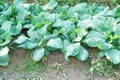 Lacinato Kale grown in the field Royalty Free Stock Photo