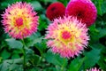 Laciniated dahlias with pink, white, and yellow petals