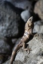 Lack spiny-tailed iguana seen in Big Corn Island Nicaragua Centr Royalty Free Stock Photo