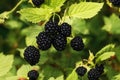 Branch of ripe blackberry in a garden on green background