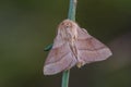 Lackey moth on a bent