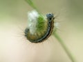 Lackey moth caterpillar macro. Malacosoma neustria on grass seedhead. Blue face, bright stripes. Royalty Free Stock Photo