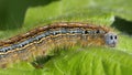 Lackey Moth Caterpillar Royalty Free Stock Photo