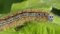 Lackey Moth Caterpillar