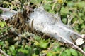 Lackey moth caterpillers (Malacosoma neustria)