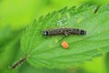 Lackey moth catterpillar