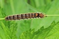 Lackey moth catterpillar