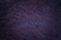 Lacquered dark violet leather texture background, closeup. navy blue backdrop