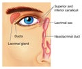 Lacrimal apparatus