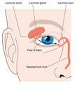 Lacrimal apparatus Royalty Free Stock Photo