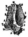 The Lacrimal Bone, vintage illustration