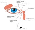 Lacrimal gland