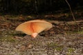 Lactarius deliciosus, commonly known as the saffron milk cap and red pine mushroom