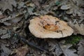 Lactarius semisangiflus, edible mushroom Royalty Free Stock Photo