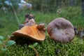 Lactarius deliciosus mushroom