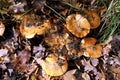 Lactarius deliciosus