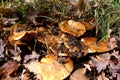 Lactarius deliciosus