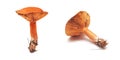 Lactarius deliciosus mushroom