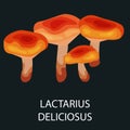 Lactarius deliciosus mushroom, also known as milk-cap . Wild Foraged , Vector edible natural mushrooms in