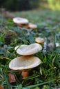 Lactarius deliciosus mushrooms grow in the forest