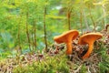 Lactarius deliciosus mushrooms growing in the forest Royalty Free Stock Photo