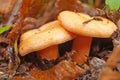 Lactarius deliciosus mushrooms with an orange cap and a leg Royalty Free Stock Photo