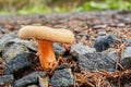 Lactarius deliciosus in the natural environment. Royalty Free Stock Photo