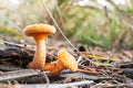 Lactarius deliciosus or red pine mushroom in the forest close-up