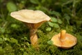 Lactarius deterrimus Royalty Free Stock Photo
