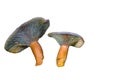 Lactarius deterrimus on white background Royalty Free Stock Photo