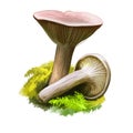 Lactarius glyciosmus or coconut scented milkcap mushroom closeup digital art illustration. Fungi coloured greyish lilac.