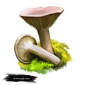 Lactarius glyciosmus or coconut scented milkcap mushroom closeup digital art illustration. Fungi coloured greyish lilac.