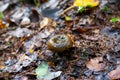 Lactarius necator