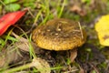 Lactarius necator