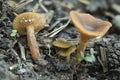 The Lactarius omphaliformis is an inedible mushroom