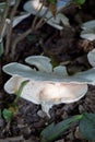 Lactarius Piperatus