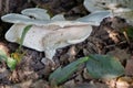 Lactarius Piperatus Royalty Free Stock Photo