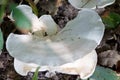 Lactarius Piperatus big Royalty Free Stock Photo