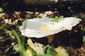 Lactarius pubescens mushroom. Picking mushrooms in the autumn forest
