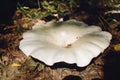 Lactarius pubescens mushroom. Picking mushrooms in the autumn forest
