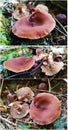 Lactarius rubidus mushroom Royalty Free Stock Photo