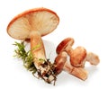 Lactarius rufus