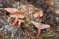 Lactarius rufus