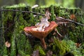 Lactarius rufus, edible mushroom in autumn forest. Rufous milkcap or red hot milk cap. Edible red-brown fungi in forest,