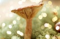 Lactarius rufus mushroom in reindeer lichen moss