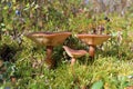 Lactarius rufus. Three mushroom among the moss