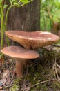 Lactarius rufus mushrooms close up
