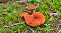 Lactarius rufus mushrooms